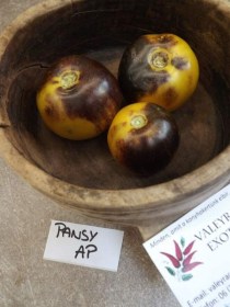 Pansy Ap paradicsom - Paradicsom különlegességek az Egzotikus Növények Stúdiója kínálatából